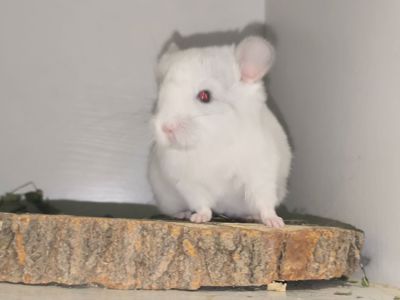 Голубі діаманти шиншили