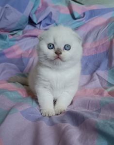 Шотландський хлопчик блюпоінт