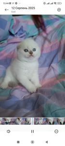 Шотландський хлопчик блюпоінт