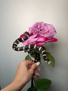 Каліфорнійська королівська змія, ручна королівська змійка