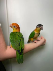 Каїк чорноголовий, Каїк танцюрист, каік ручний малюк, каїк окільцьований, викормиш каїк чорноголовий
