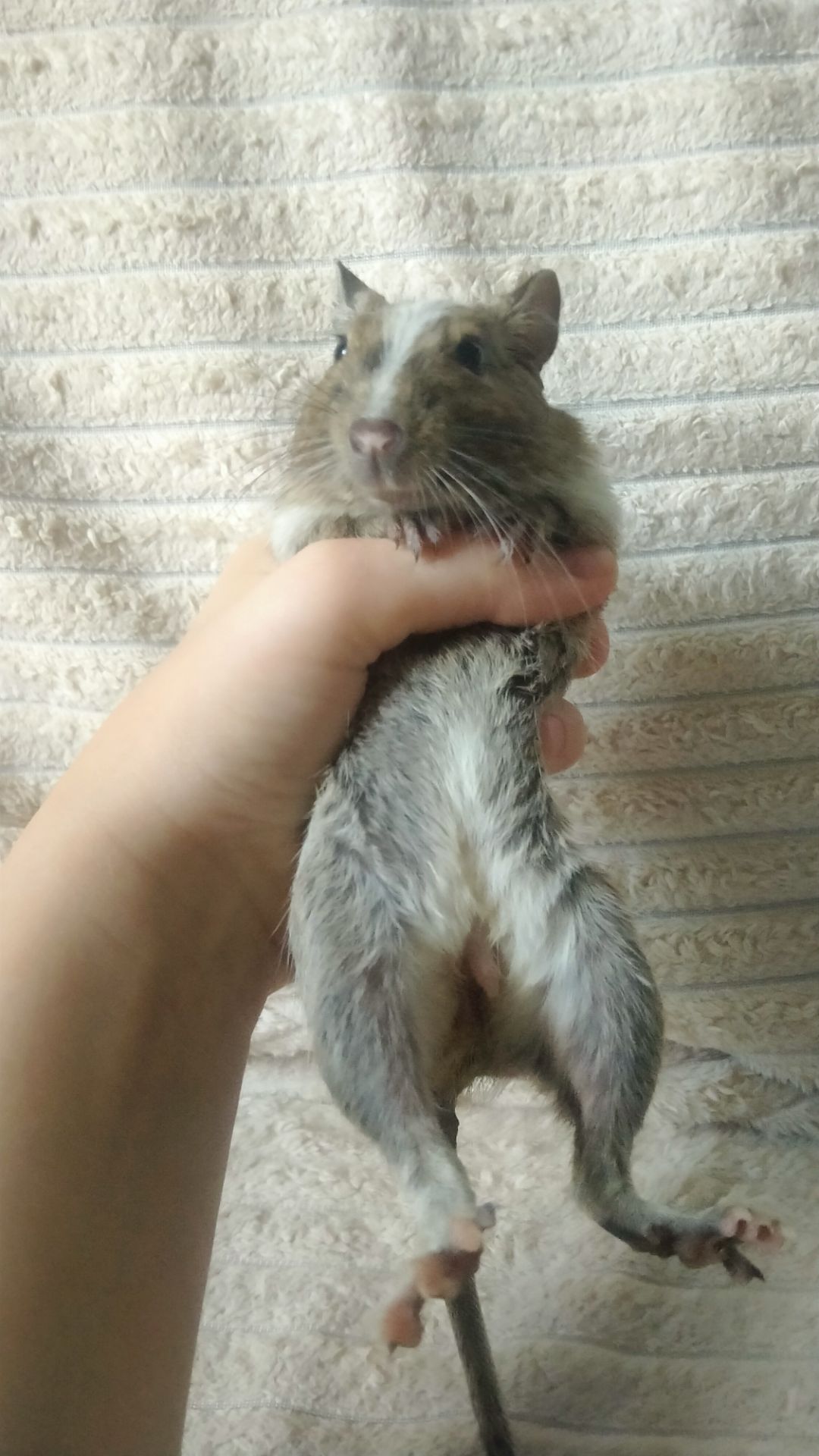 Дегу