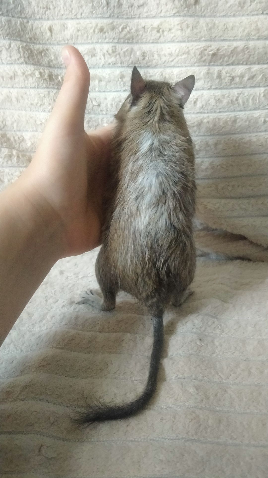 Дегу