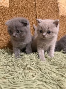 Шотландські кошенята