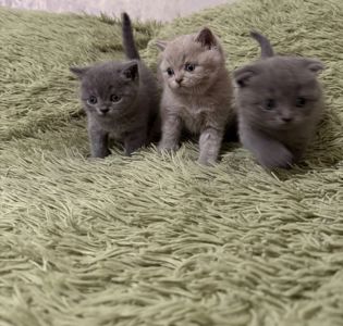 Шотландські кошенята