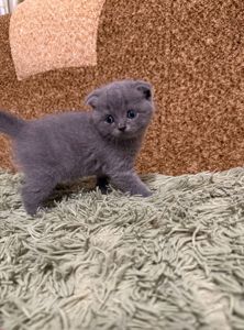 Шотландські кошенята