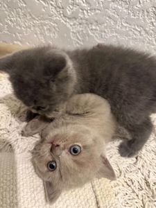 Шотландські кошенята