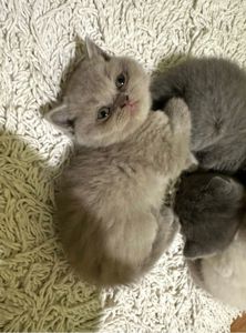 Шотландські кошенята
