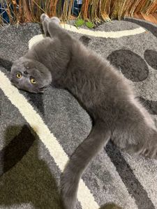 Шотландські кошенята