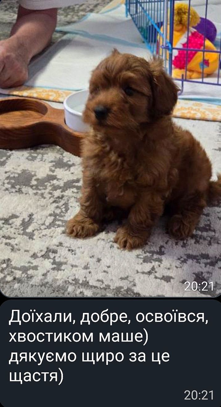 Цуценя пудель кавапу кокапу мальтіпу