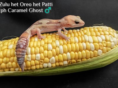 Гекон Hemitheconyx