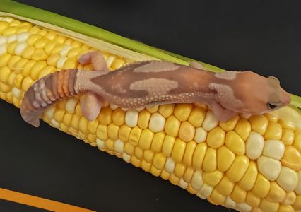 Гекон Hemitheconyx