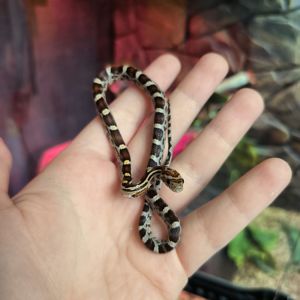 Маїсовий полоз Normal (Wild)