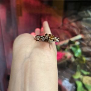 Маїсовий полоз Normal (Wild)