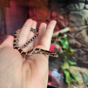 Маїсовий полоз Normal (Wild)