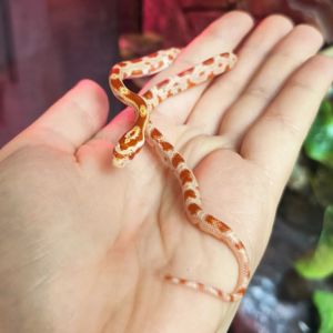 Маїсовий полоз Amelanistic, Амеланіст