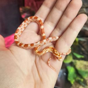 Маїсовий полоз Amelanistic, Амеланіст