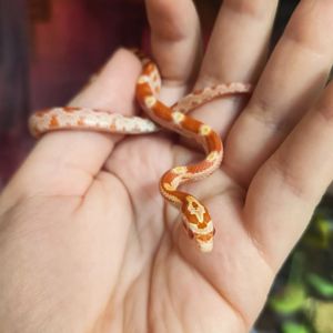 Маїсовий полоз Amelanistic, Амеланіст