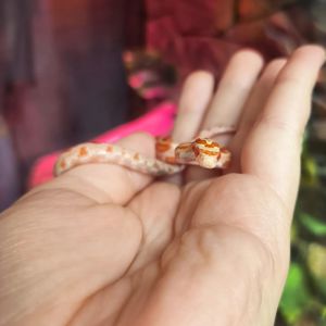 Маїсовий полоз Amelanistic, Амеланіст