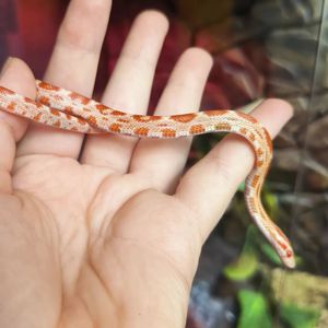 Маїсовий полоз Amelanistic, Амеланіст