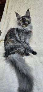 Венера девочка мейн кун