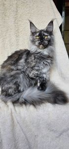 Венера девочка мейн кун