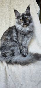 Венера девочка мейн кун