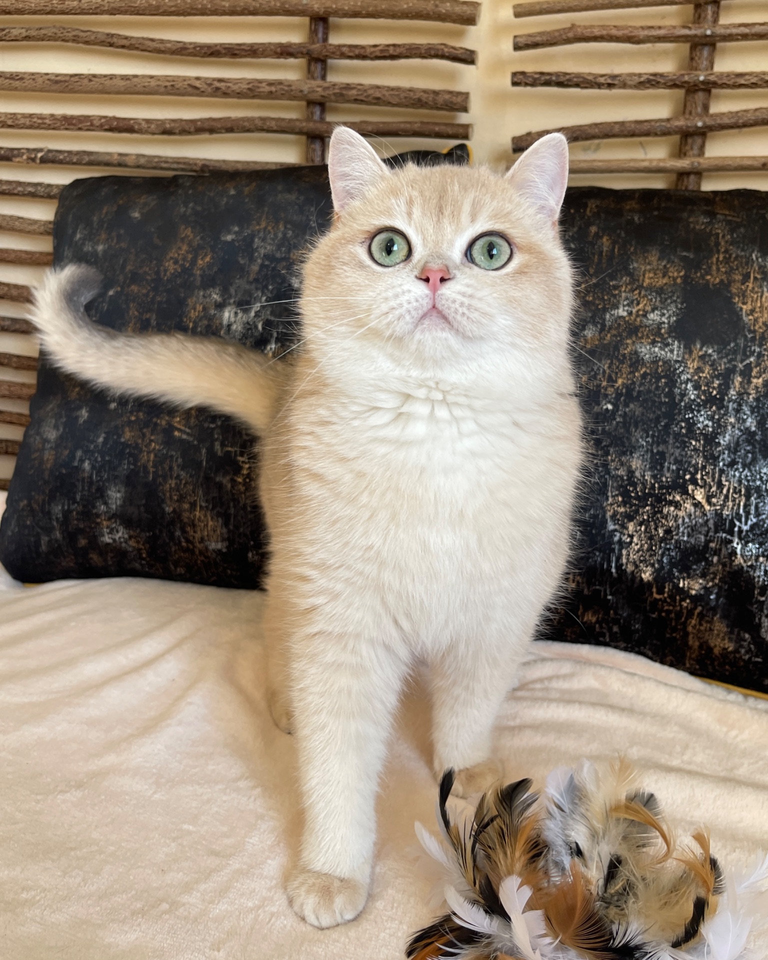 Британский котик