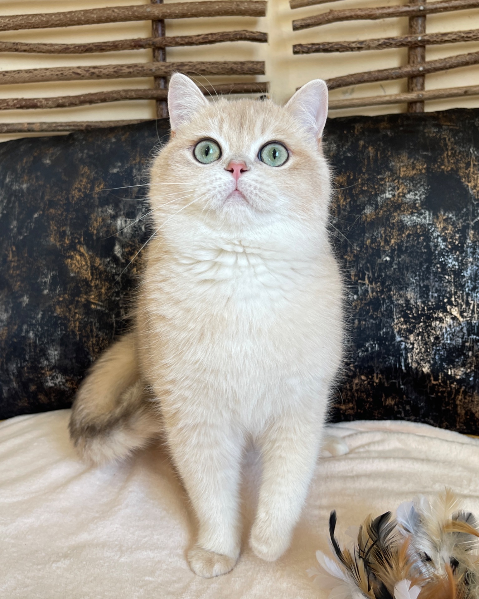Британский котик