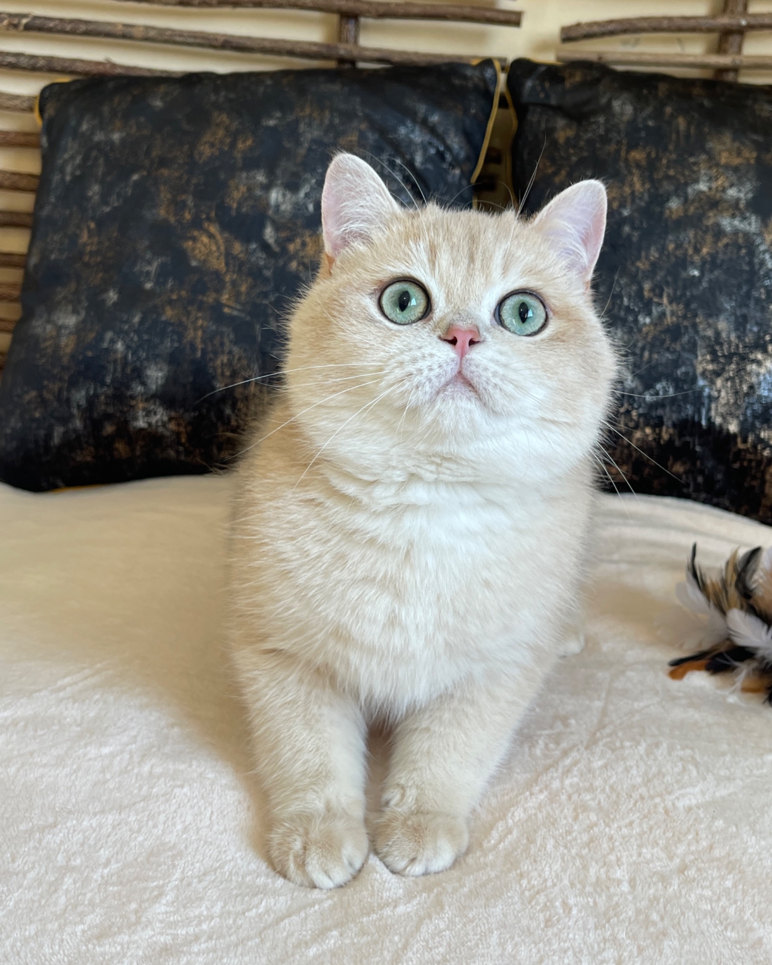 Британский котик