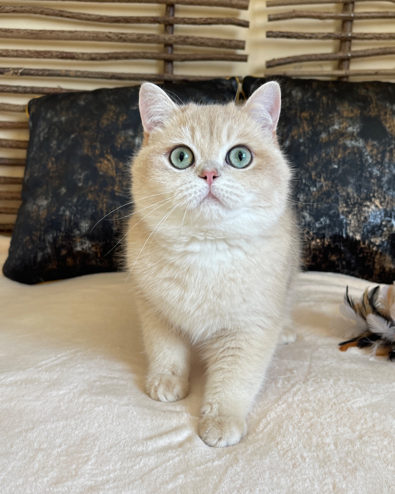 Британский котик