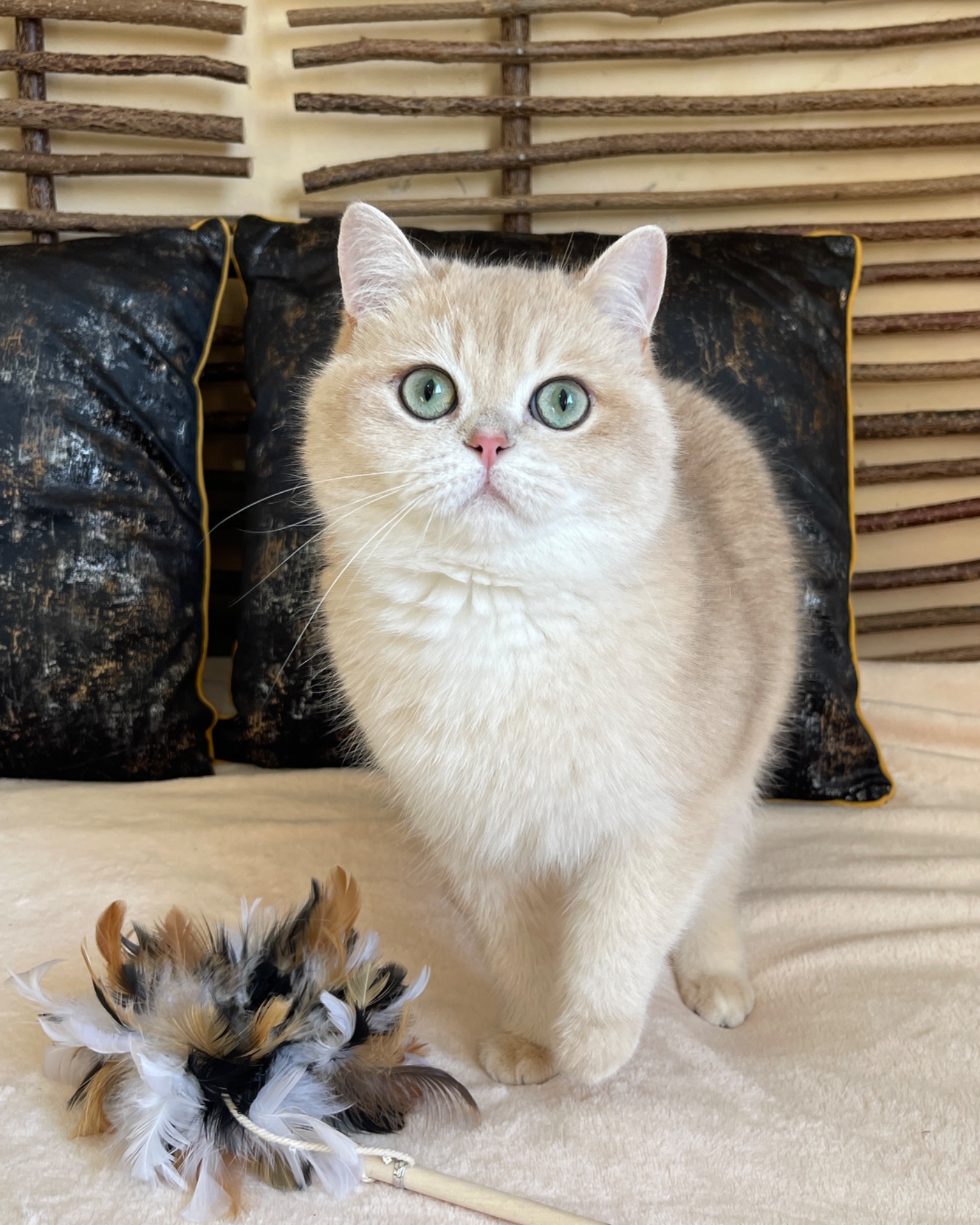 Британский котик