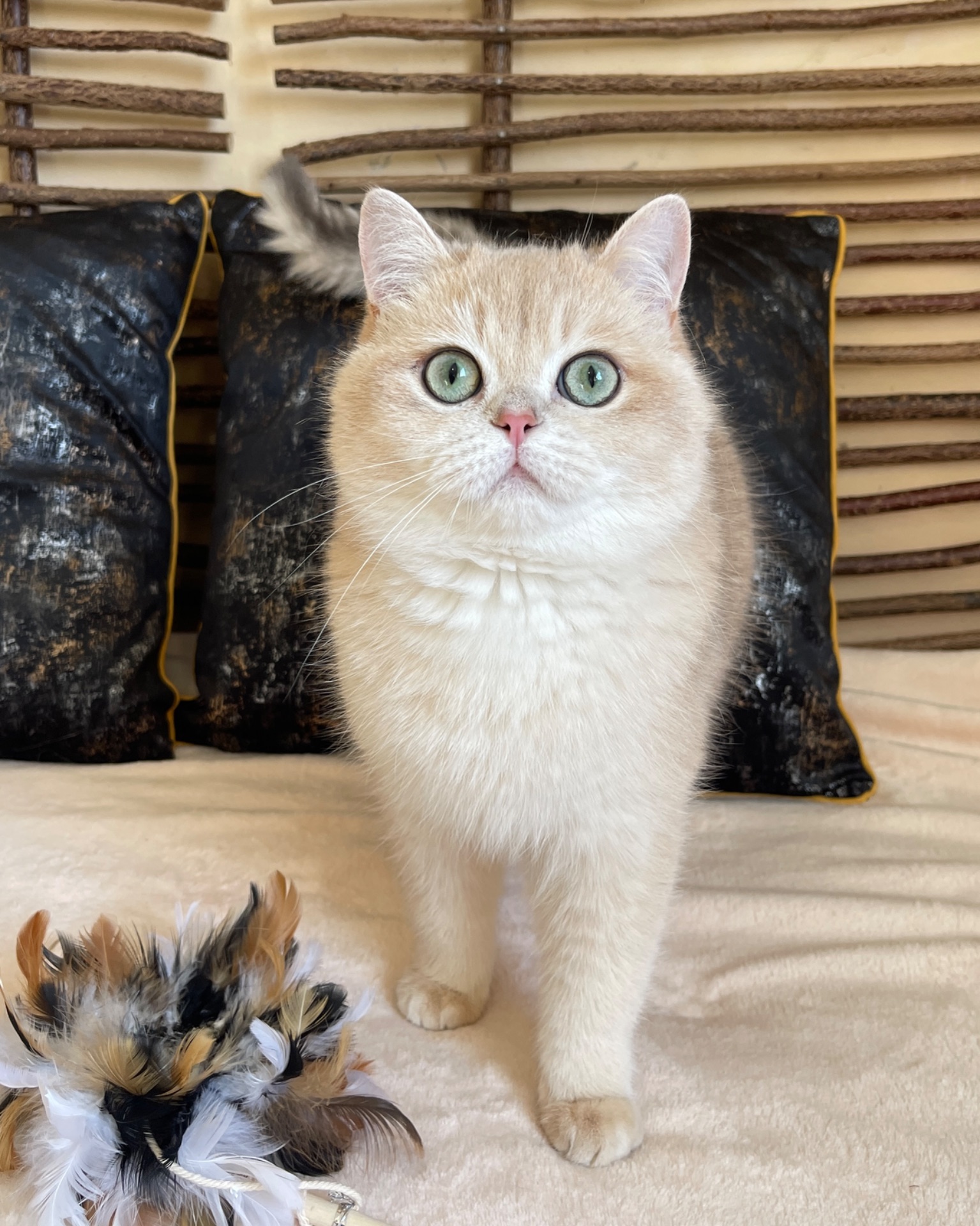 Британский котик