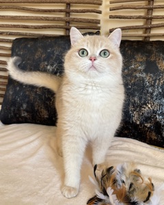 Британский котик