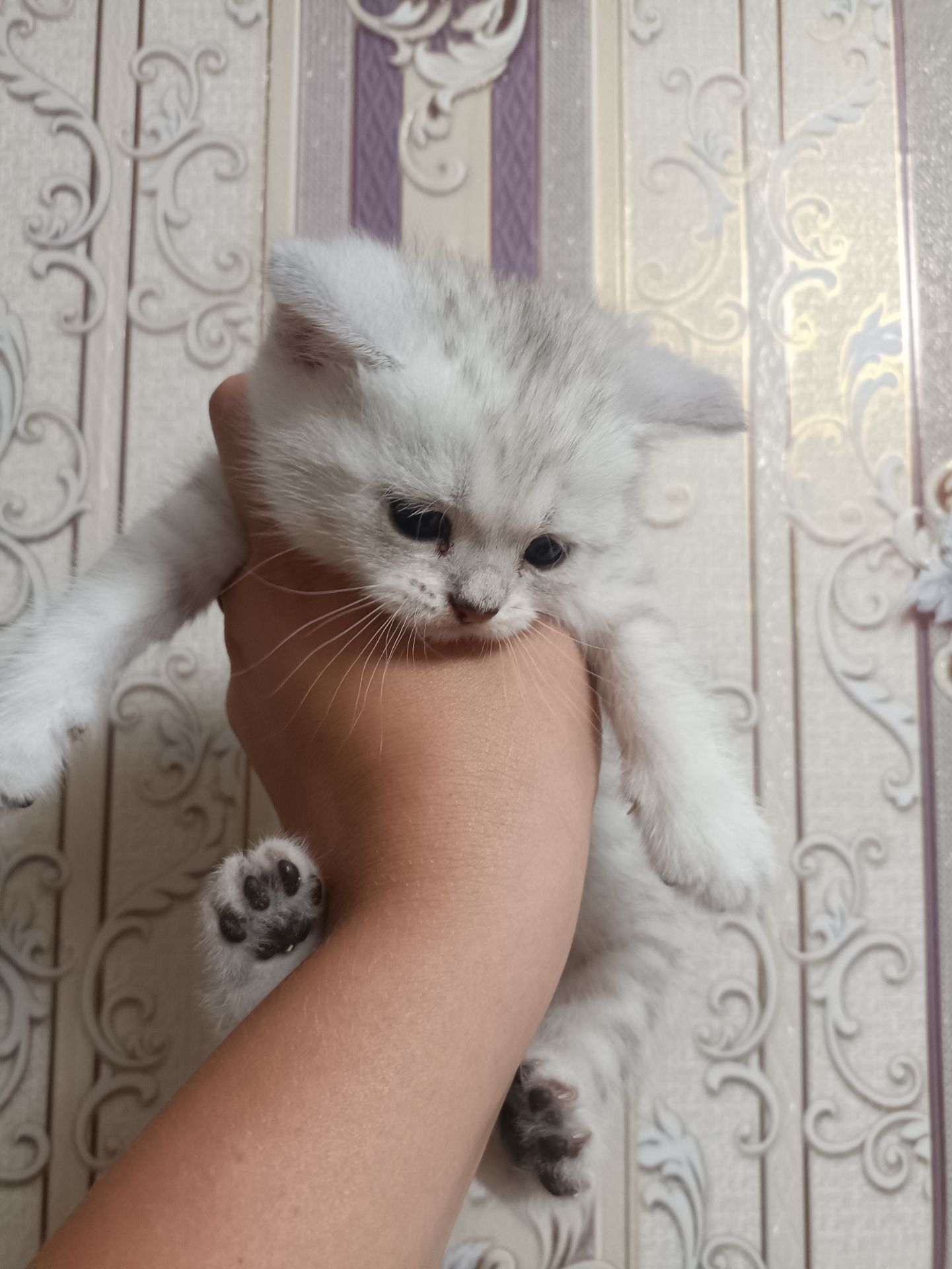 Кошенята золотої шиншили