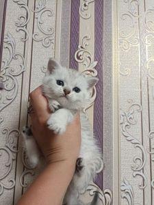 Кошенята золотої шиншили