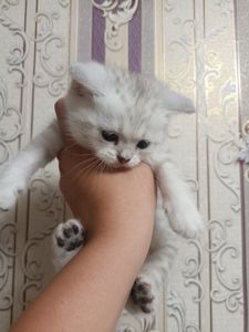 Кошенята золотої шиншили
