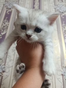 Кошенята золотої шиншили