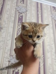 Кошенята золотої шиншили