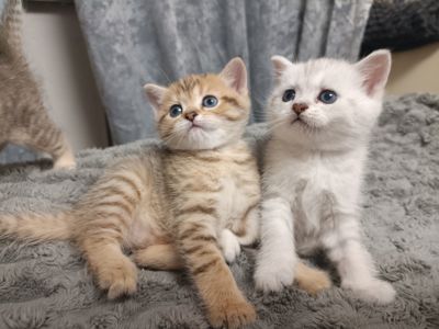 Кошенята золотої шиншили