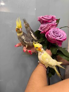 Корел викормиші ручні папуги