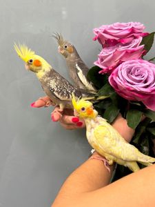 Корел викормиші ручні папуги