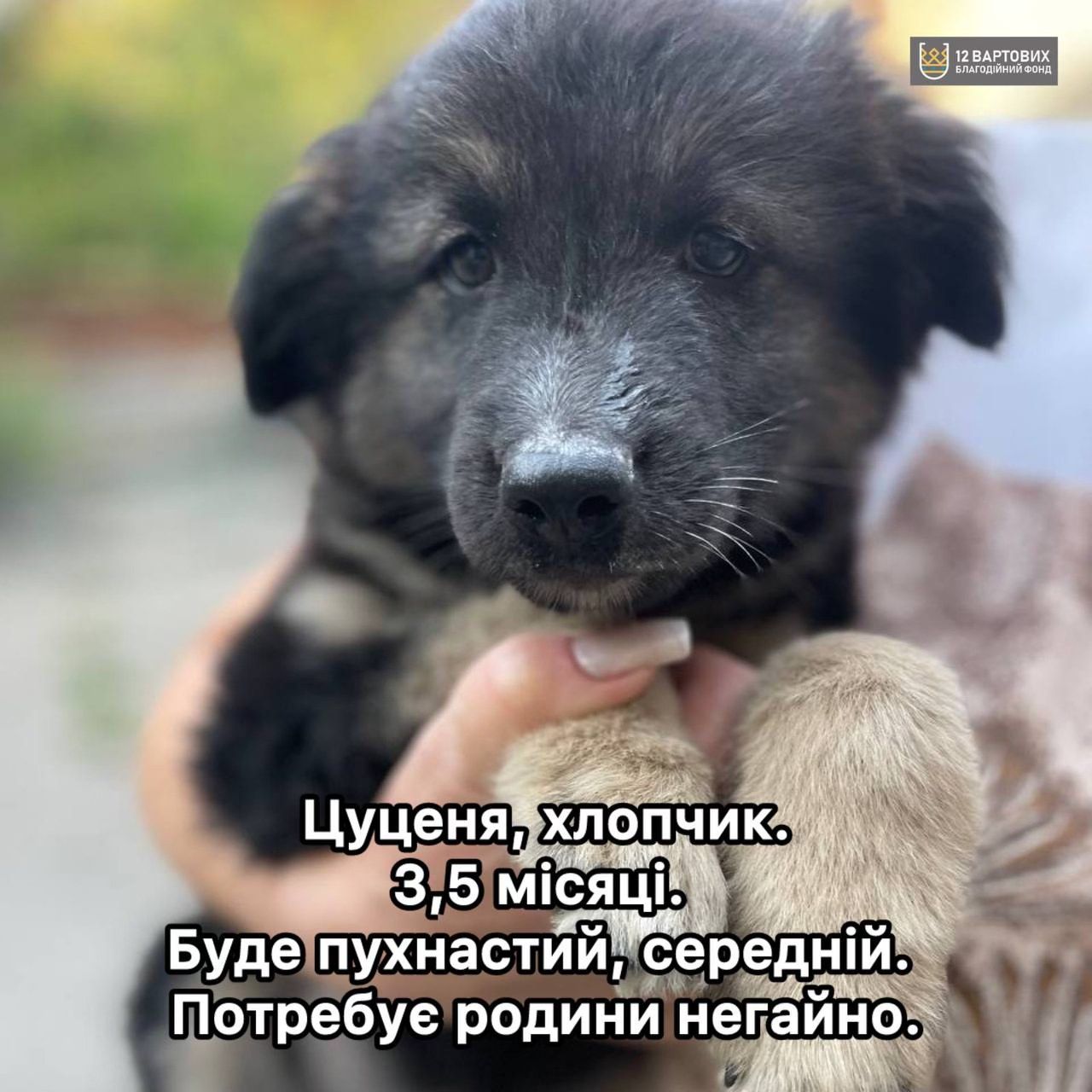 Цуценя Дорко з Добропілля