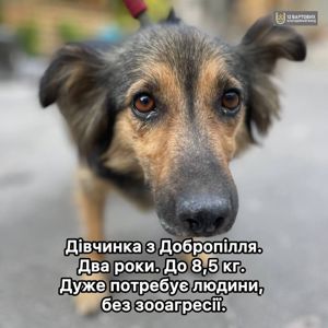 Пухнаста Доня з Добропілля