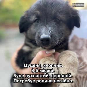 Цуценя Дорко з Добропілля