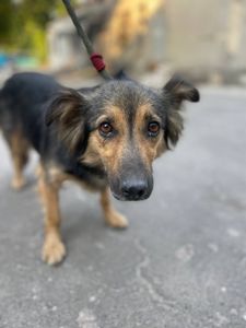 Пухнаста Доня з Добропілля