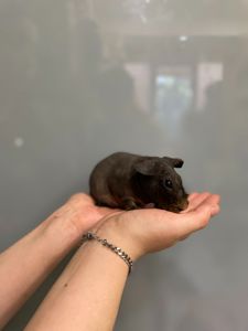 Морська свинка скінні