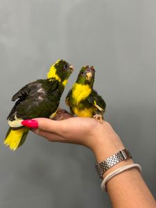 Яскравий какарік викормиш
