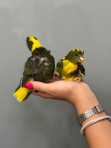 Яскравий какарік викормиш