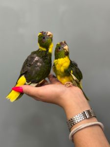 Яскравий какарік викормиш